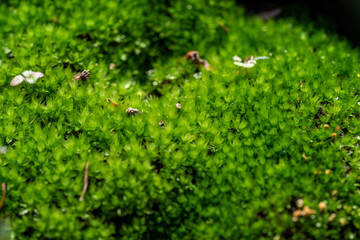 Fototapeta na wymiar green moss on the grass, moss on the tree, the depths of the moss-covered forest.