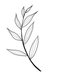 Botanical branch with leaves black and white