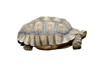 Obraz premium African spurred tortoise or Geochelone sulcata isolated