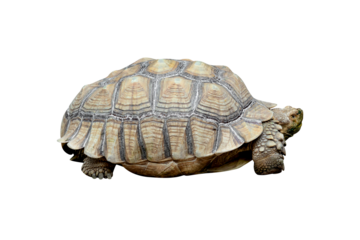African spurred tortoise or Geochelone sulcata isolated