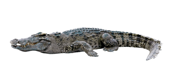 crocodile isolated