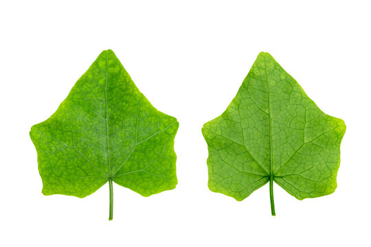Coccinia grandis leaf isolated