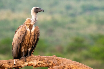 Portrait of a white-backed vulture (Gyps africanus), Scavengers' hide, Zimanga Private Game...