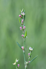 Common Knotgrass, Polygonum aviculare, also known as prostrate knotweed, birdweed, pigweed or lowgrass, wild plant from Finland