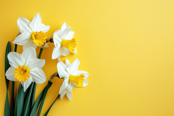 White daffodils on yellow background. Top view, copy space