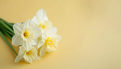 Fototapeta na wymiar Bouquet of white daffodils on a yellow background