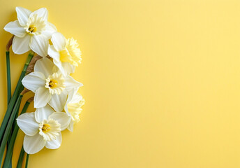 White narcissus flowers on yellow background. Flat lay, top view