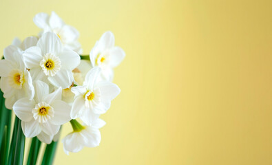 White daffodils on a yellow background with copy space.