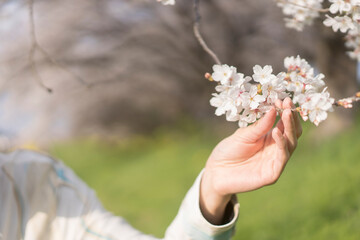 満開の桜の枝を持つ手/自然光順光