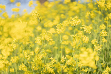 花畑/黄色い花が咲いている