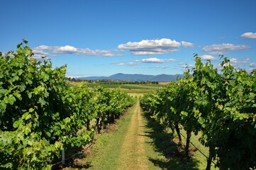 Fototapeta na wymiar Grapes cultivated in summer vineyard