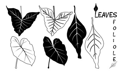set of silhouettes Leaves.