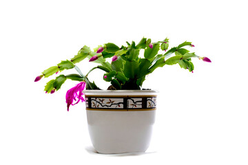Easter Cactus in a pot on a white background