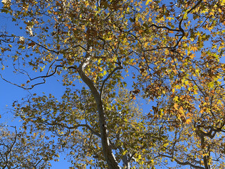 Southern California Winter Trees under Blue Sky