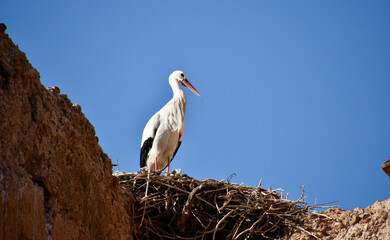 Stork Sitting in Nest in Marrakech, Morocco 2