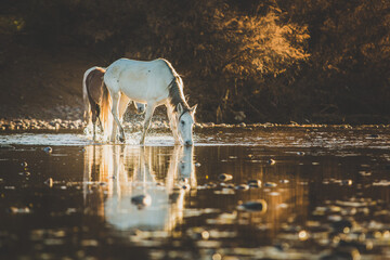 Lucky White Horse in the Wild Drinking Water from the River