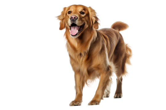 Golden retriever dog on transparent background
