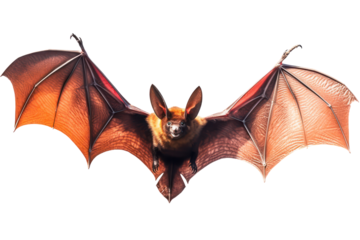 Bats on a transparent background