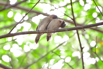 bird
