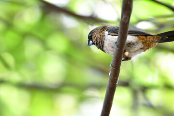 bird
