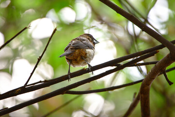 bird
