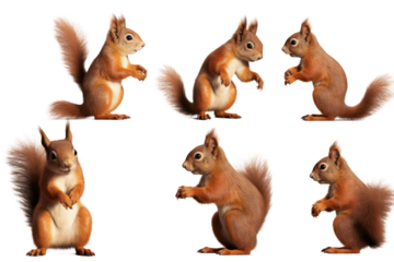 Set of squirrel on transparent background