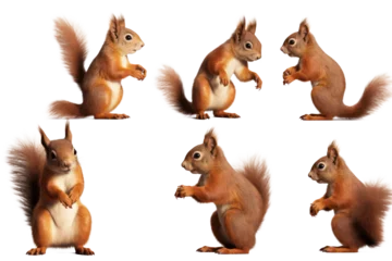 Foto op Plexiglas Set of squirrel on transparent background © bird_saranyoo