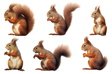 Set of squirrel on transparent background