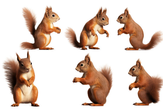 Set of squirrel on transparent background