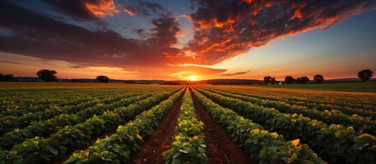 View of soybean farm in rural field at sunset - Powered by Adobe