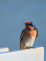 Welcome Swallow Looking at Camera