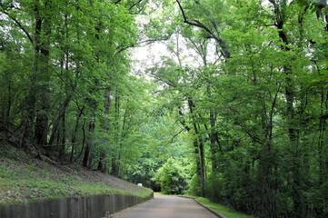 Forested Road Leading to Vicksburg National Military Park Battlefields in Mississippi