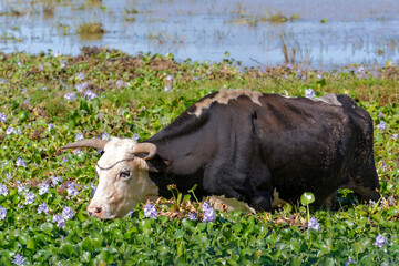 Vache dans une zone humide ou poussent des jacinthes d'eau