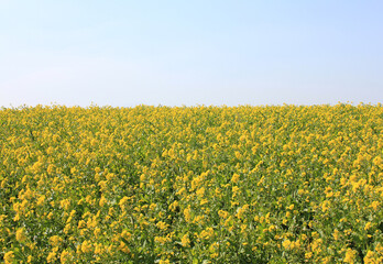 field of yellow flowers
