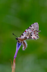 scalloped butterfly on plant, Zerynthia cerisyi