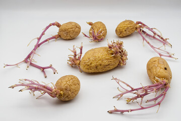 Sprouted potatoes isolated on white background.