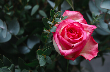 Close up of pink rose flower with green eucalyptus leaves, floral background 