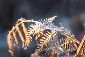 fern plant covered in frost on a cold winter morning at golden hour, forrest