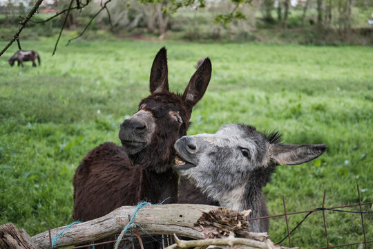 Una pareja de burros mordi&eacute;ndose
