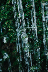 Icicles on pine needles.Thaw and frost.Frozen streaks of water on spruce branches. Icicles in...