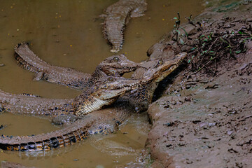Child of a crocodile on the river bank