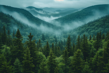 Paysage de forêt l'automne ou l'hiver avec la brume sur la canopée - obrazy, fototapety, plakaty