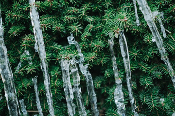 Icicles and frost.Frozen streaks of water on spruce branches. Icicles close-up in frosty...
