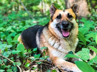Selective focus of happy German shepherd dog lying down in the grass in summer
