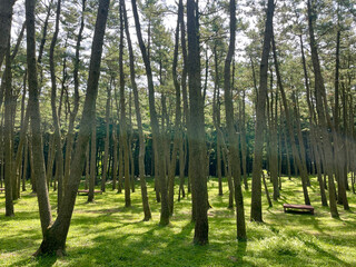 Fototapeta premium trees in the forest