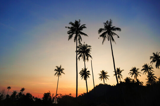 Silhouetted of coconut tree during sunset. palm tree with sun light on sky background. Isolated tall coconut palm tree against colorful sunset sky background of tropical island, Thailand.