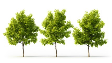 Obraz premium Illustration of trees set on a white background.