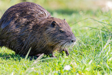 Portrait of nutria in grass