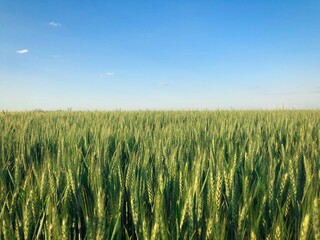 field of green wheat and clear blue sky