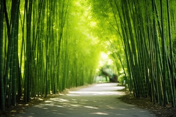 Asian Bamboo forest as a natural backdrop